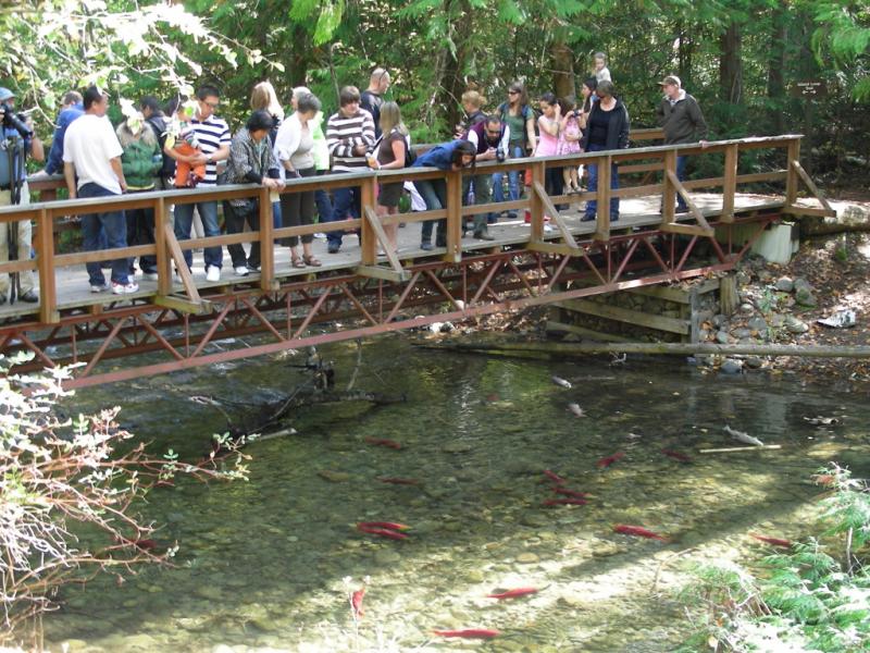 Salmon under the bridge.jpg