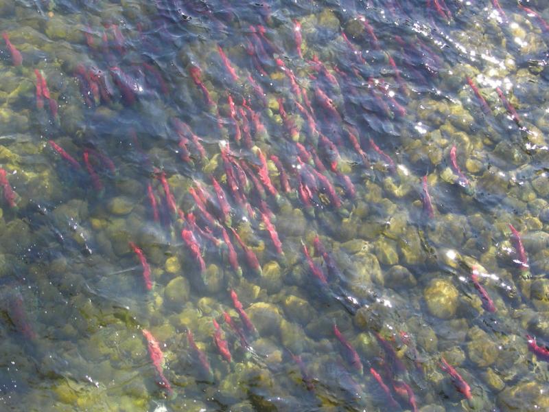 Salmon Run 2010