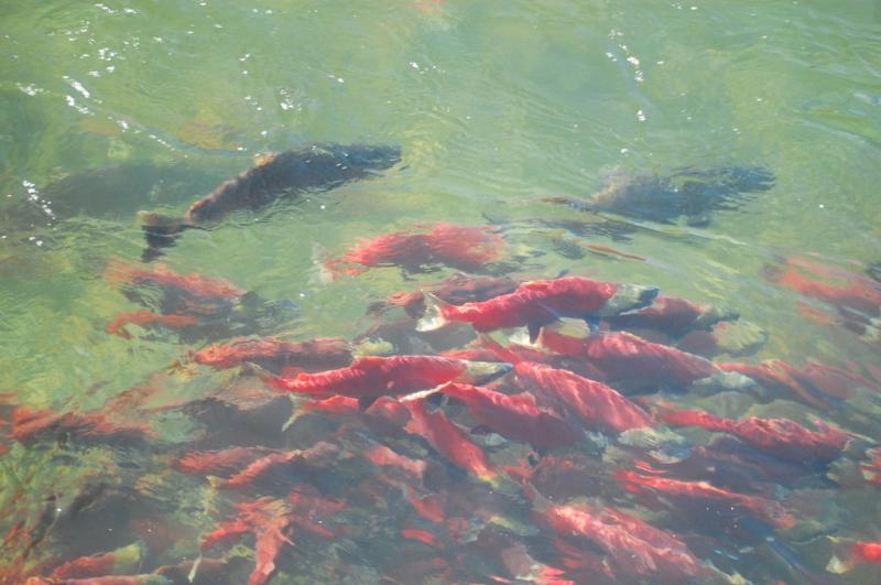 Salmon Run 2010
