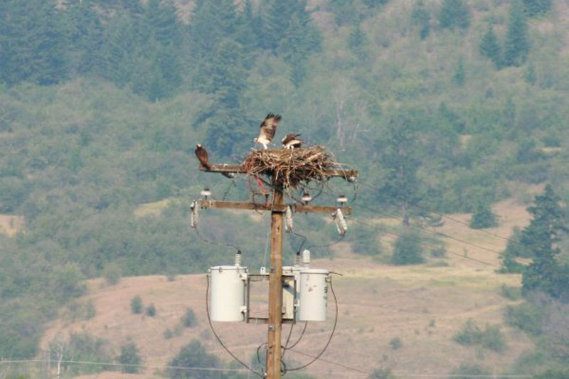 Chase Wildlife